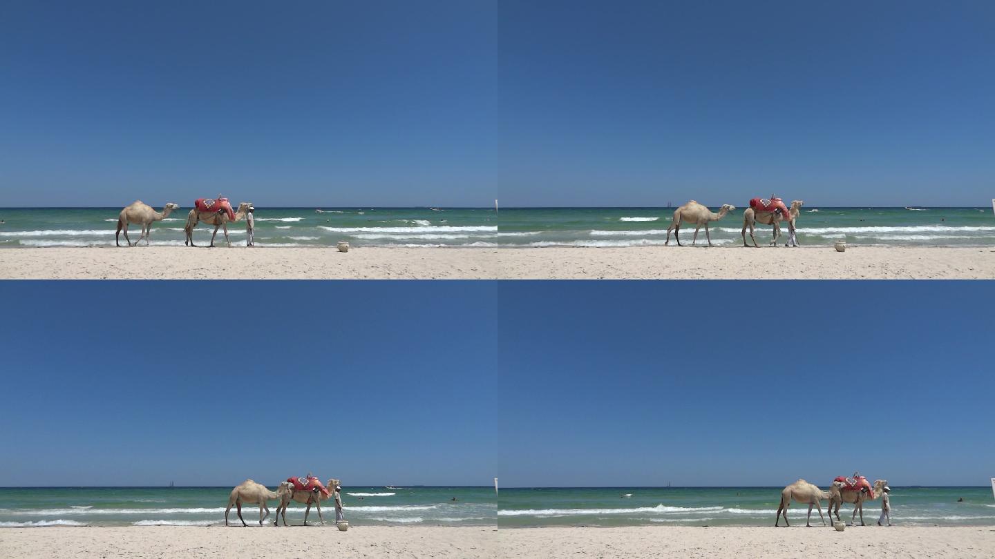 海滩上的骆驼迪拜中东阿拉伯海滩沙滩