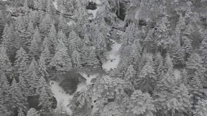 轿子雪山雪后森林树木航拍