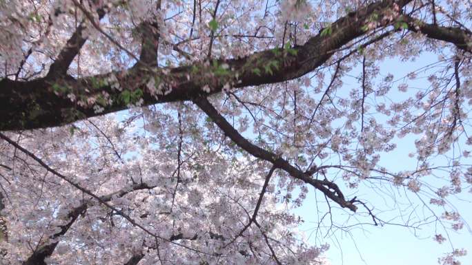 樱花树花海开满枝头美景