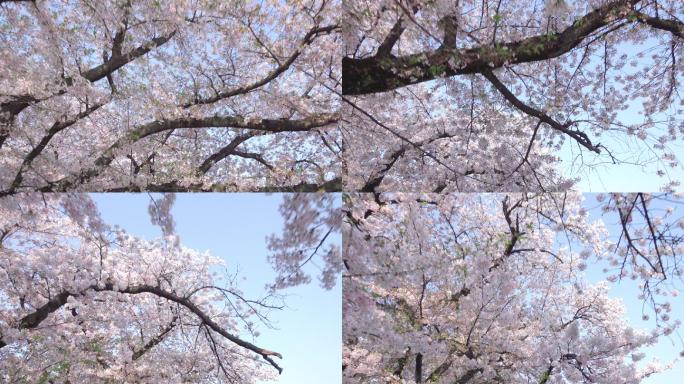 樱花树花海开满枝头美景
