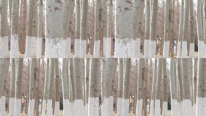 冬季白杨树林树干林立树干下面涂着白色4K