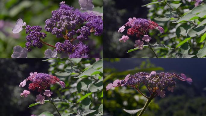 户外紫色野花
