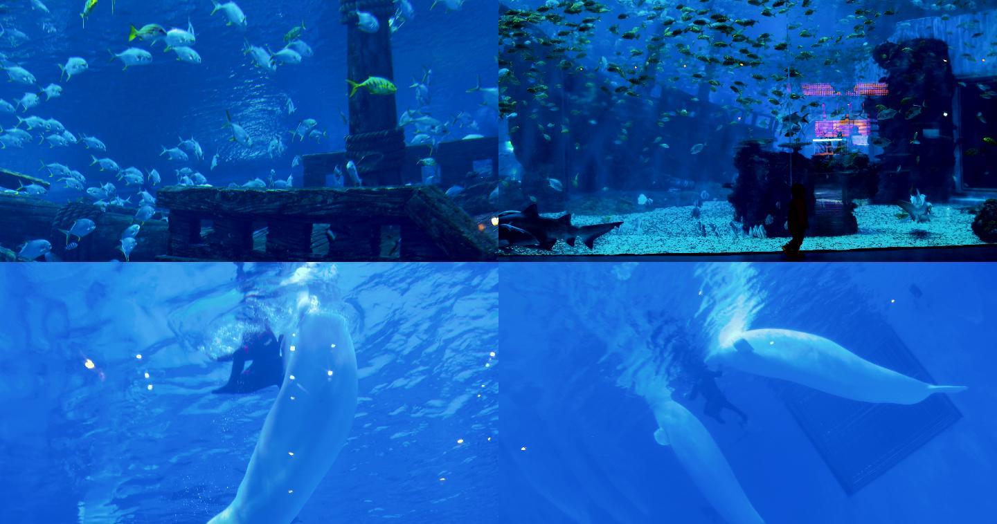 鱼群水下世界海洋馆鱼群白鲸表演