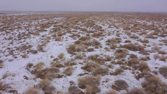 雪后沙漠荒地杂草