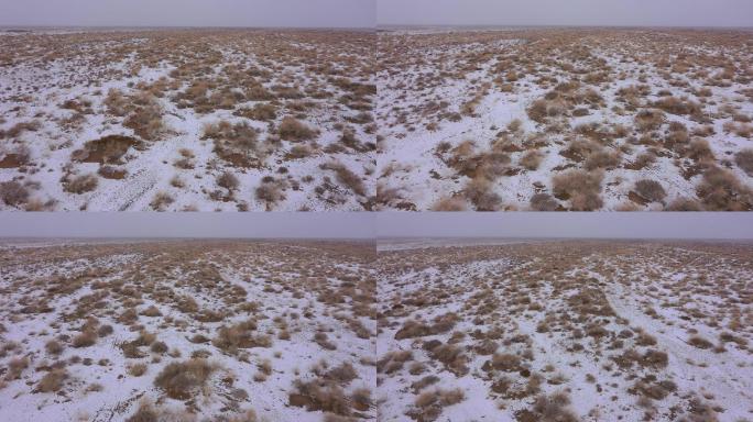 雪后沙漠荒地杂草