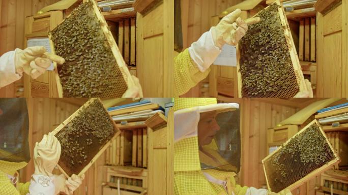 养蜂人正在检查蜂巢架
