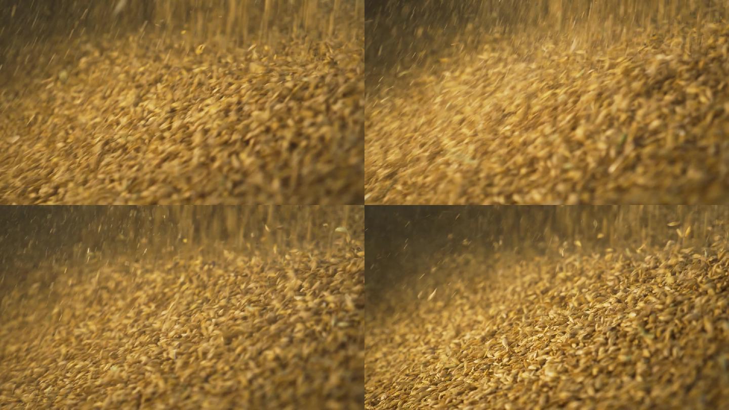 粮食倒成一堆麦子丰收粮仓