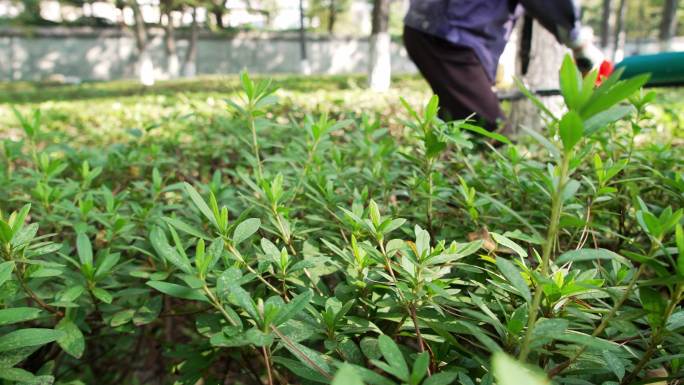 公园里园艺工人用工具修剪花坛植物枝条