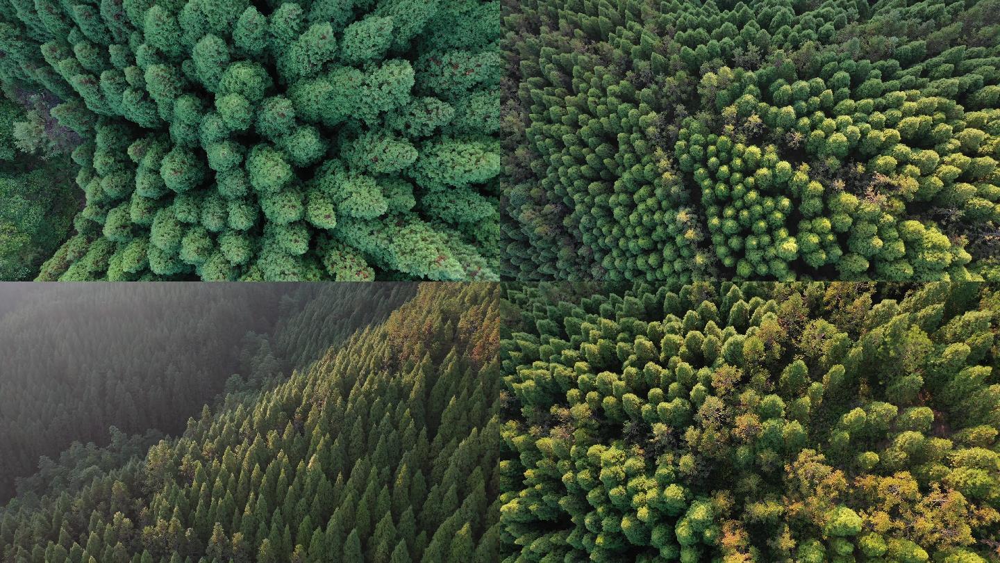 俯拍森林柏树自然生态绿色绿化环保树木