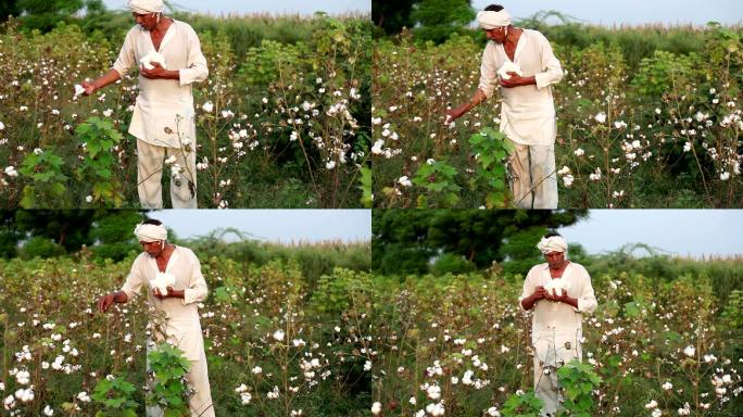 棉花收获国外外国产地基地产业长绒棉