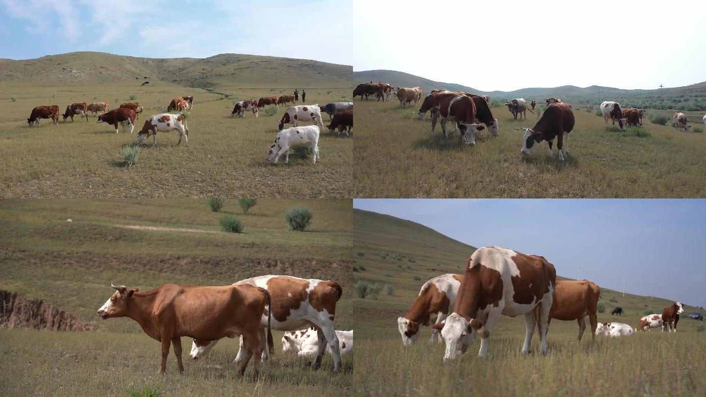 内蒙古牛群 内蒙古草原 牛吃草