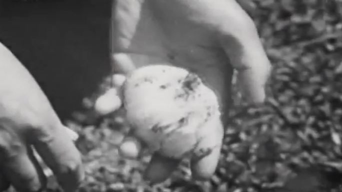 上世纪青蛙卵  小蝌蚪孵化