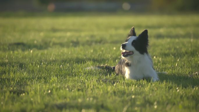 边境牧羊犬打滚可爱活泼