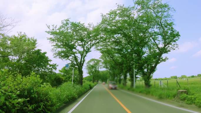 横滨市郊的一条路，那里绿意盎然