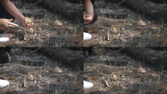 年轻女子在森林里采蘑菇。