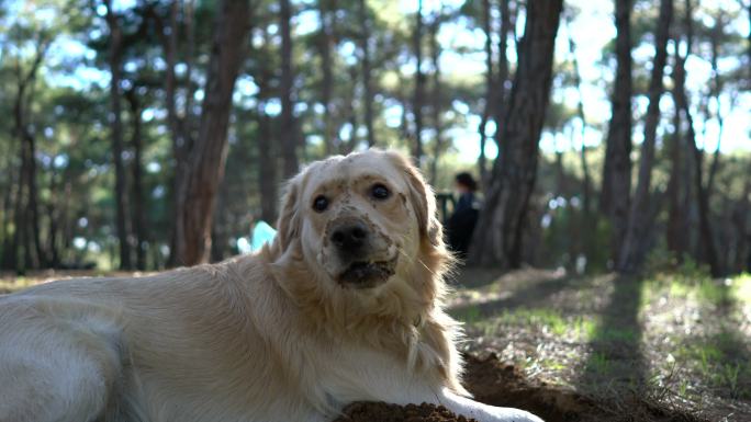 快乐的狗在森林里的沙子上挖洞。