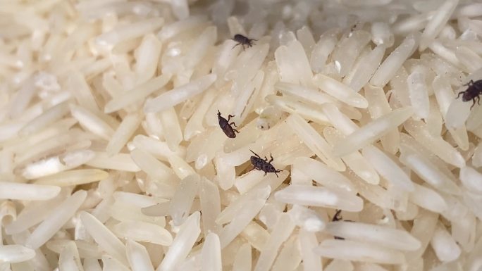 稻虫在谷物中爬行稻米南方白米长米虫子蛀虫