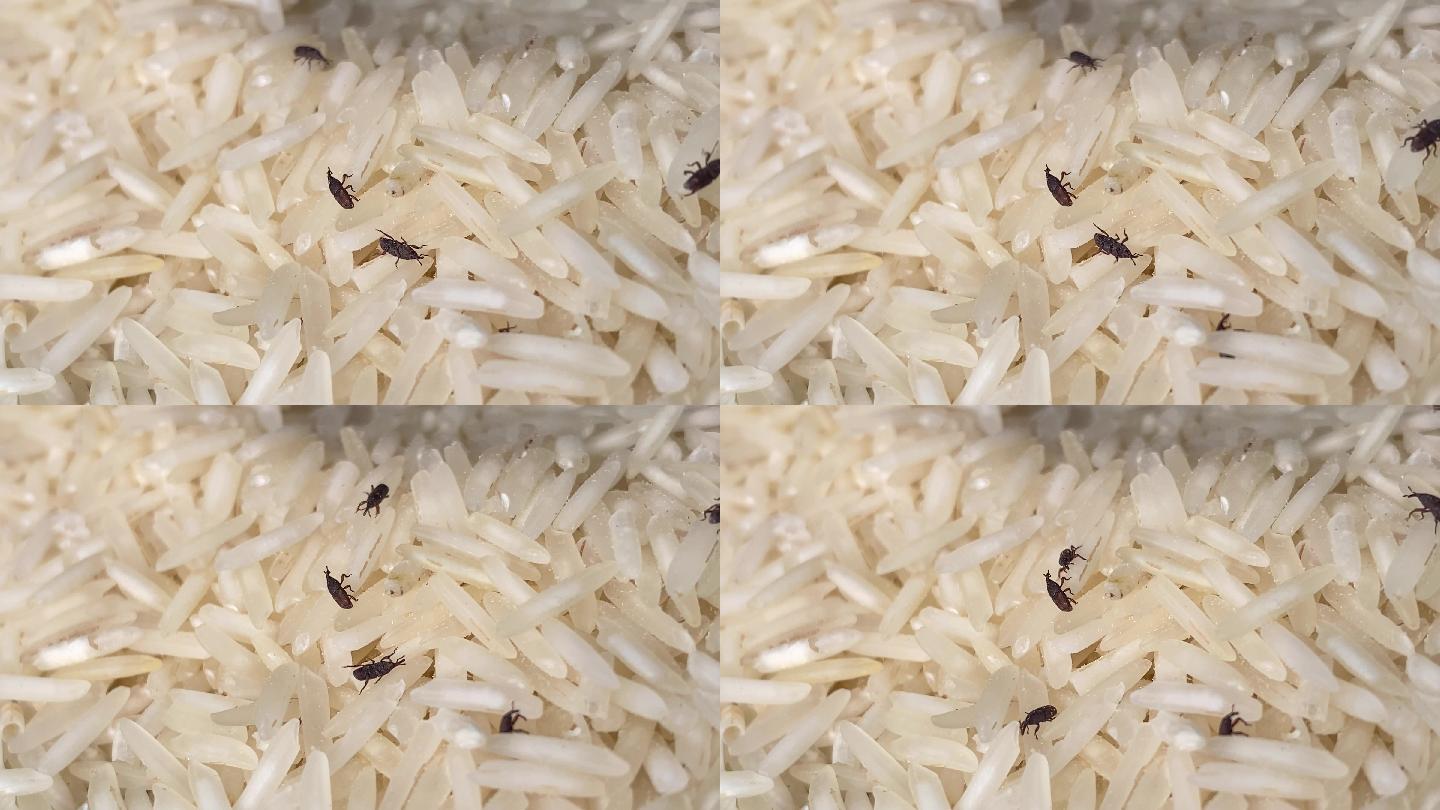 稻虫在谷物中爬行稻米南方白米长米虫子蛀虫