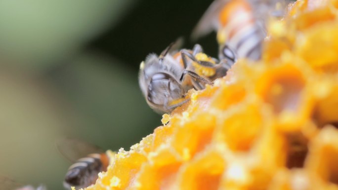 蜂巢上蜜蜂的特写镜头