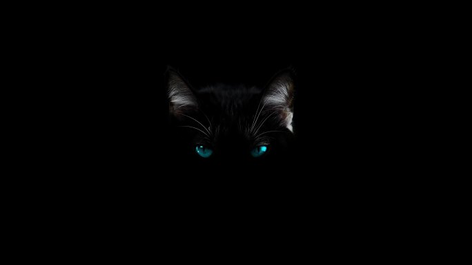 黑色背景下的黑猫恐怖神秘气氛阴森鬼魅