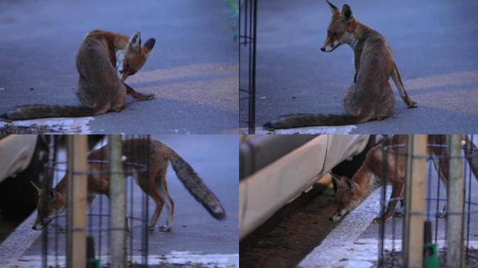 红狐狸