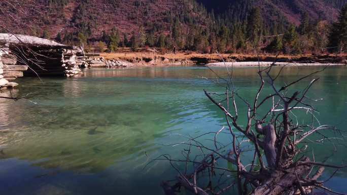 西藏林芝 新措罗结曲沿岸的小桥流水树林