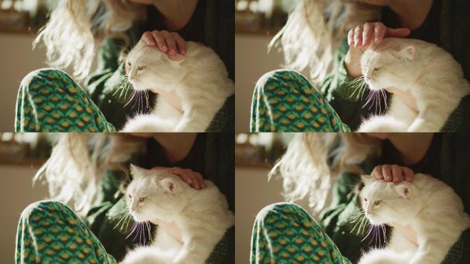 可爱的小猫宠物猫撸猫抚摸