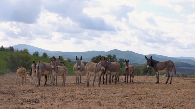 田野里的驴子山区山村畜牧业一群毛驴