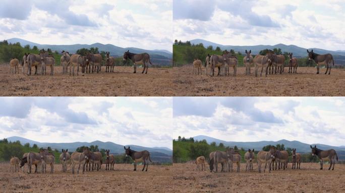 田野里的驴子山区山村畜牧业一群毛驴