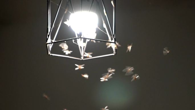 夜间飞行的白蚁喜欢电灯泡