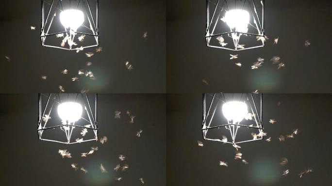 夜间飞行的白蚁喜欢电灯泡