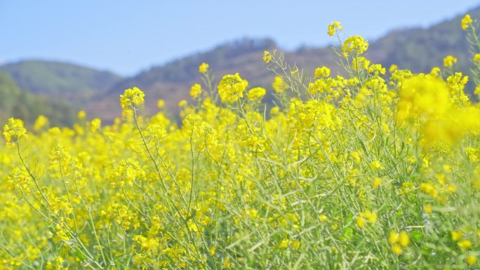 春天时油菜花地里的蜜蜂