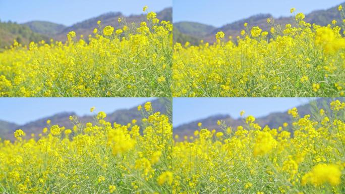 春天时油菜花地里的蜜蜂