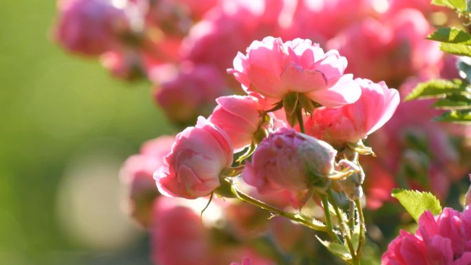 美丽娇嫩的玫瑰花蕾