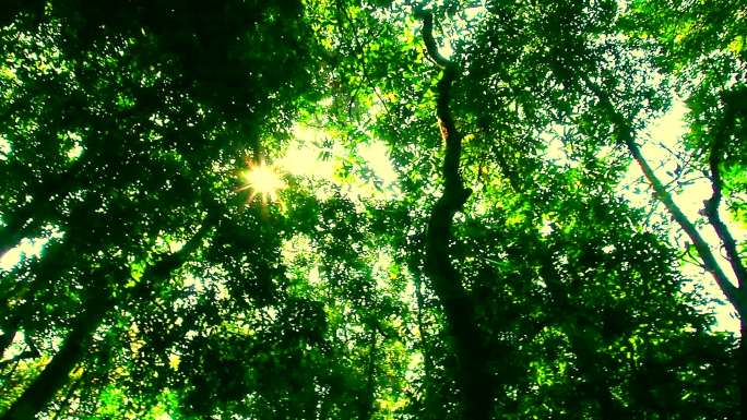 阳光下的树木热带雨林原始森林郁郁葱葱