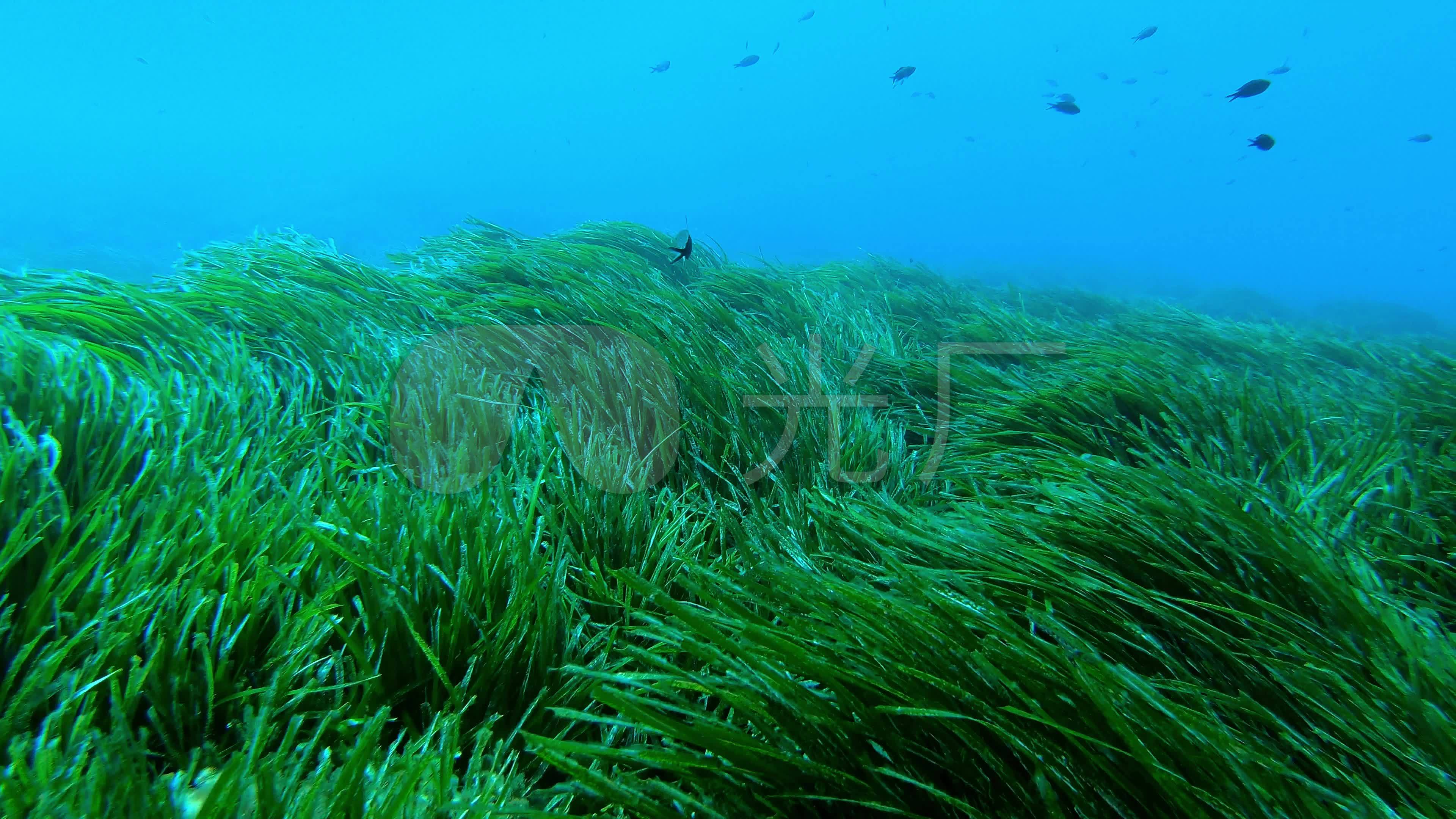 海藻沙拉|摄影|产品摄影|树映摄影师酋長 - 原创作品 - 站酷 (ZCOOL)