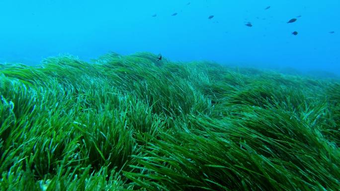 海藻场海底世界美人鱼三亚潜水深海鱼群各种