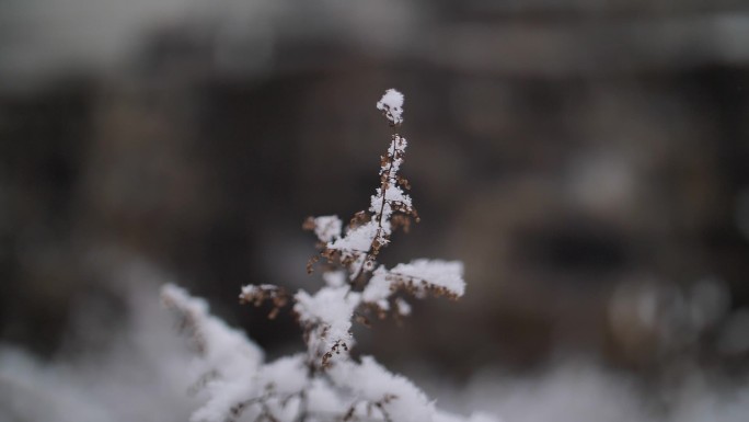 乡村下雪中的植物