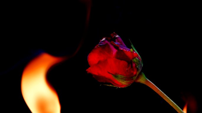 燃烧的红玫瑰