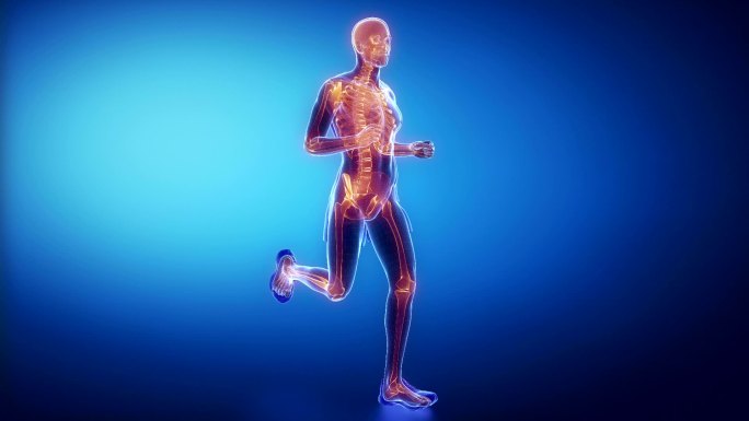 跑步者骨骼扫描运动生理学骨骼结构跑步分析