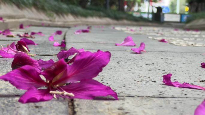 小路上鲜花紫荆花红花羊蹄甲花落满地