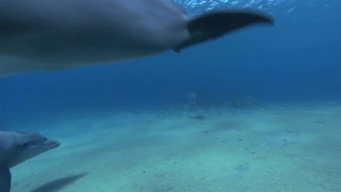 海豚物种多样性海鱼大鱼海域大海