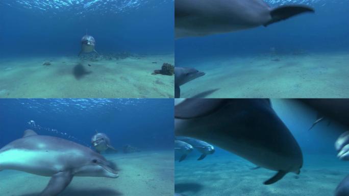 海豚物种多样性海鱼大鱼海域大海