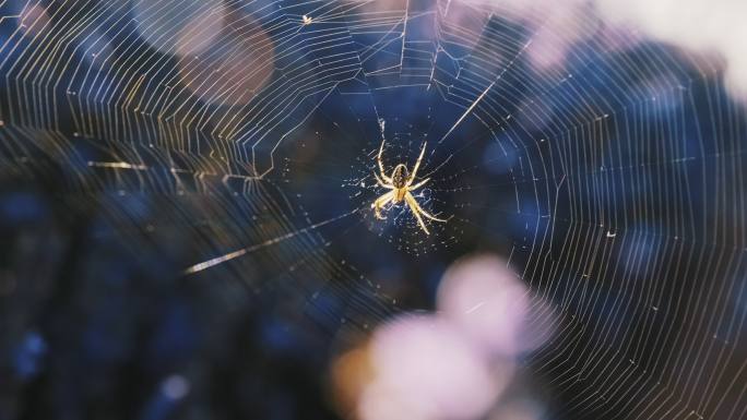 蜘蛛在树枝间织网