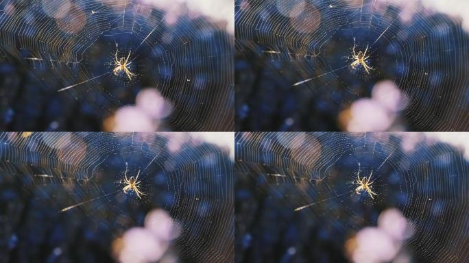 蜘蛛在树枝间织网