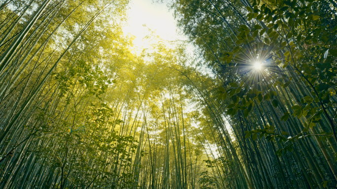竹林阳光意境空镜唯美春天绿色4k生态