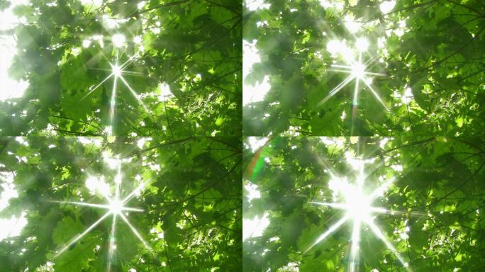 阳光透过的绿叶唯美阳光森林树叶逆光竹林柳