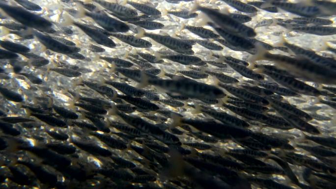 大群三文鱼海底世界海洋生物三亚潜水深海热