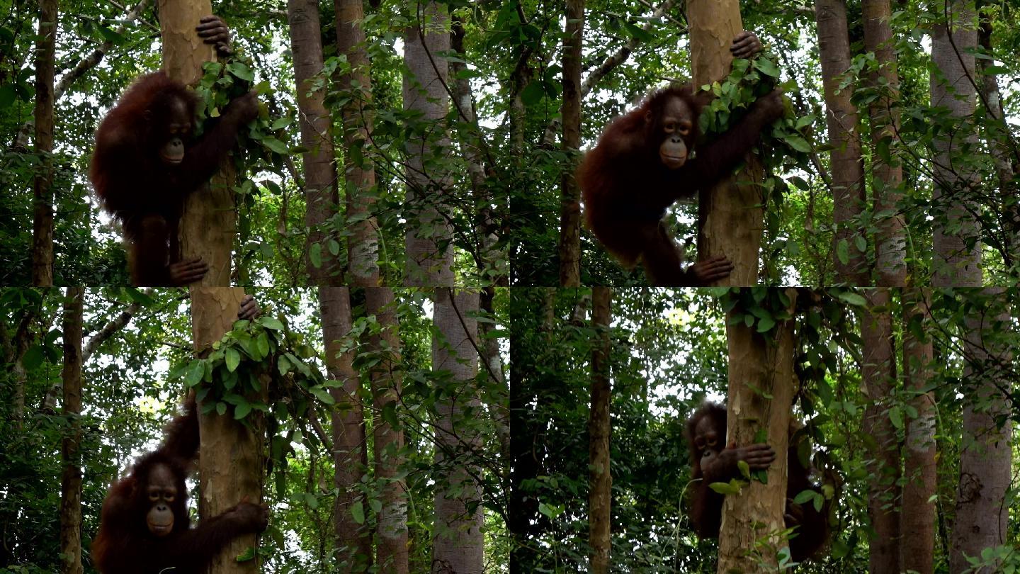 森林里的猩猩黑猩猩大自然狒狒