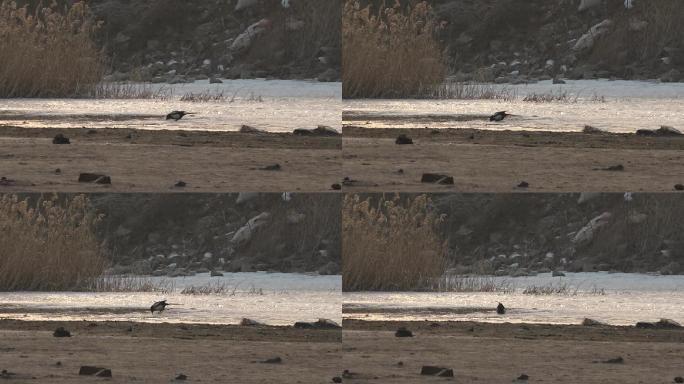 原创视频素材 冰面上觅食的喜鹊